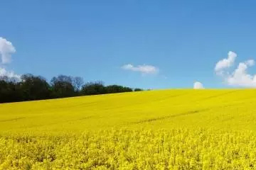 私藏的百畝油菜花…再不來就要等一年啦